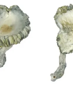 Albino Magic Mushrooms Achterbahn