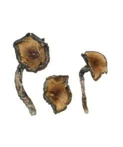 Blue Meanie Zauberpilze