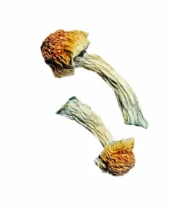 Magic Mushrooms Goldener Penis Neid