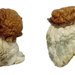 Oak Ridge Zauberpilze