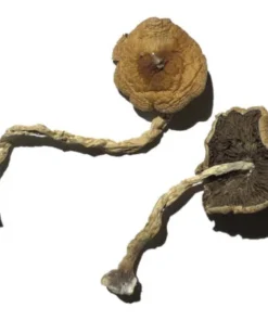 PF Klassische Zauberpilze