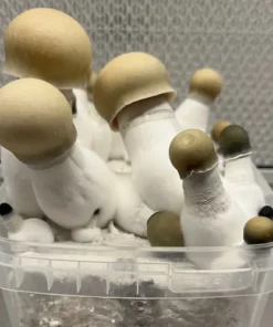 Bluey Vuitton Sigh Magic Pillendose