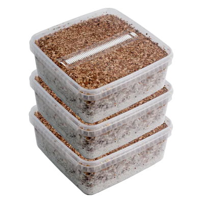 GetMagic® 3XL Zauberpilz-Zuchtset