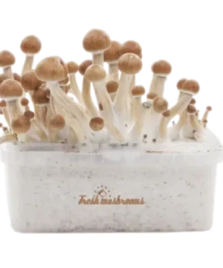 Amazon XP Zauberpilz-Zuchtset von FreshMushrooms®