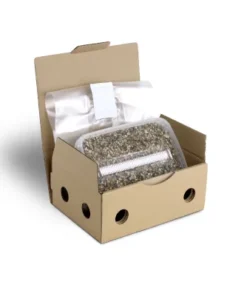 Steriles Magic Mushroom Substrat für p. Cubensis Extra Large