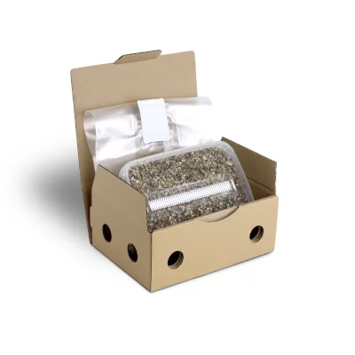 Steriles Magic Mushroom Substrat für p. Cubensis Extra Large